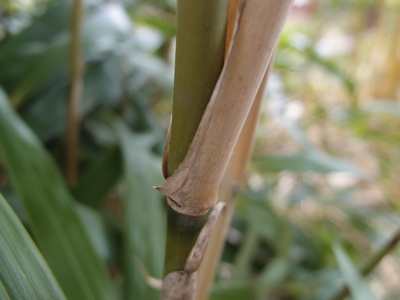 Pseudosasa japonica